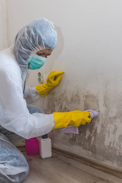 Best Asbestos and Lead Testing During Mold Inspection  in Walford, IA