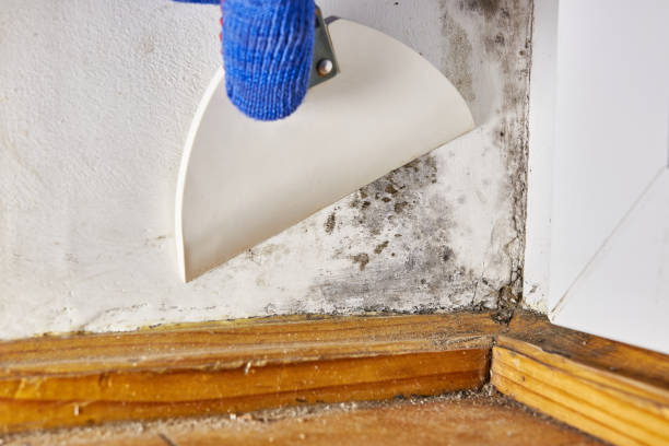 Best Industrial Mold Remediation  in Walford, IA